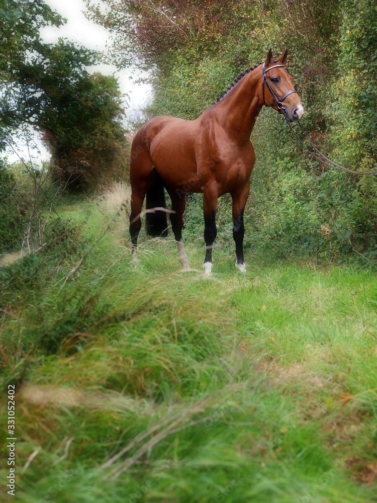 Fototapeta premium Stunning Bay Stallion