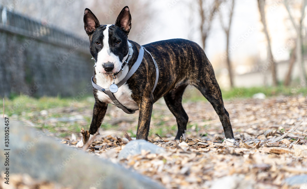 Bull terrier breed bitch in the field