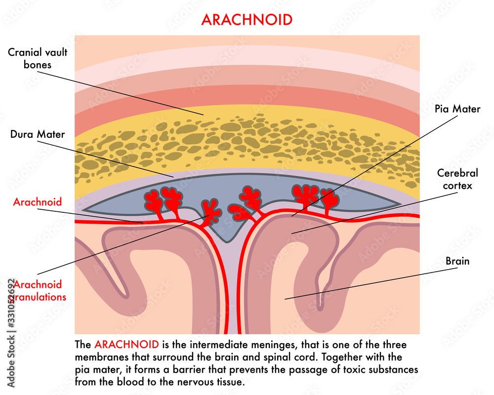 Medical illustration of arachnoid with annotations explaining its function in the human body.