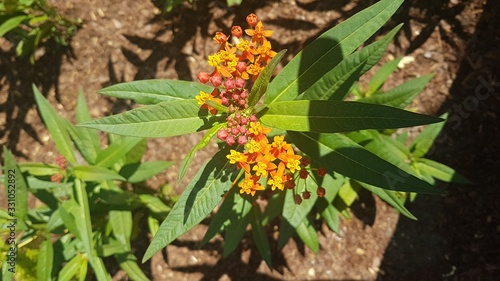 Fotos de flores diversas y variadas