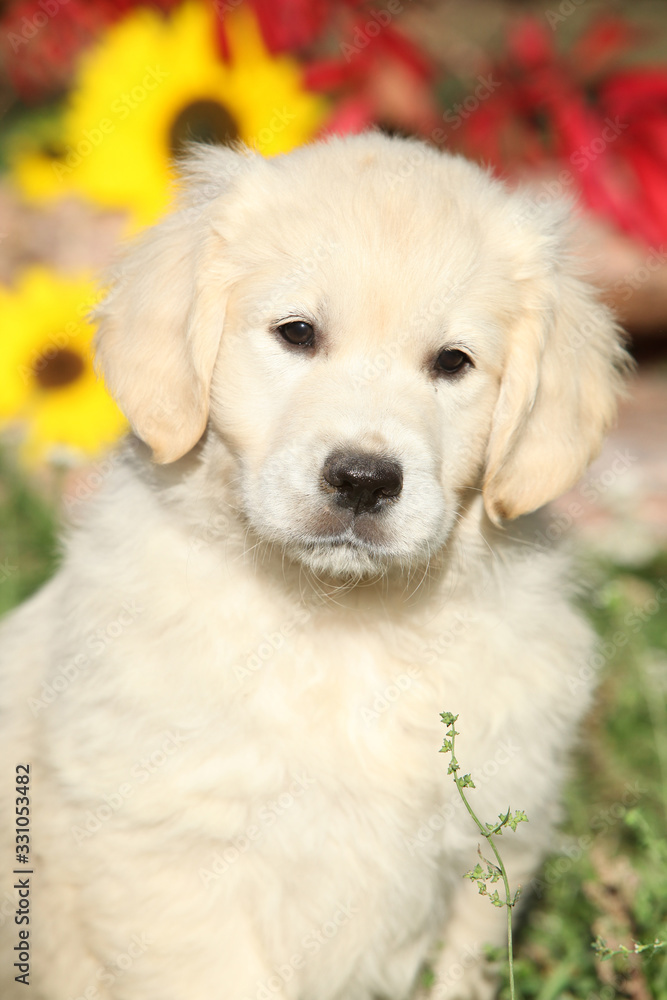 Adorable puppy of Golden retriever with flowers Adorable puppy of Golden retriever with flowers