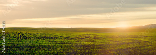 panoramic view of green field in the light of the evening sun