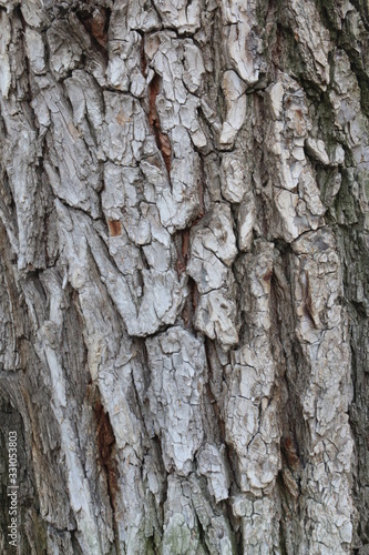 Fototapeta Naklejka Na Ścianę i Meble -  tree bark 