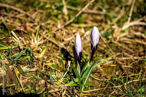 Beautiful first spring flowers crocuses bloom under bright sunlight. photo