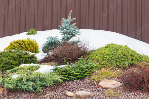 Spring composition on alpine hill with melting snow. Yellow thuja, blue dwarf spruce, green junipers, red barberries.Soft focus.Сoncept of selecting  best combinations of plants  for rock gardens and 