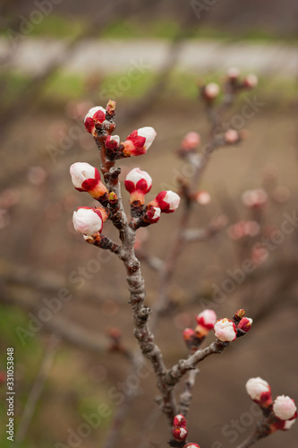 Spring blossom background. Beautiful nature scene with blooming tree and sun ...