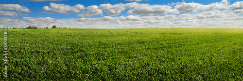 Spring landscape of green field with winter crops and sky with clouds