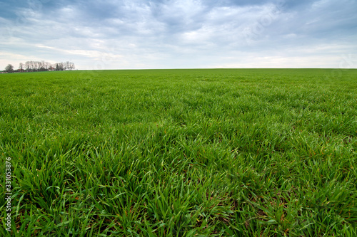 Spring landscape of green field with winter crops