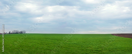 Ukrainian spring landscape with winter crops and sky