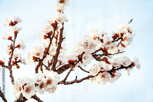 Cherry tree blossoms in spring, delicate fruit tree blossom