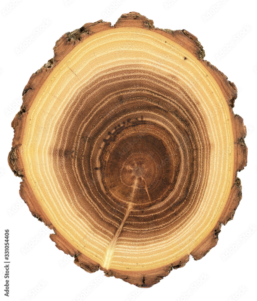 Acacia wood slab with year rings texture isolated on white background Acacia wood slab with year rings texture isolated on white background