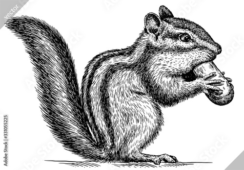 black and white engrave isolated chipmunk vector illustration