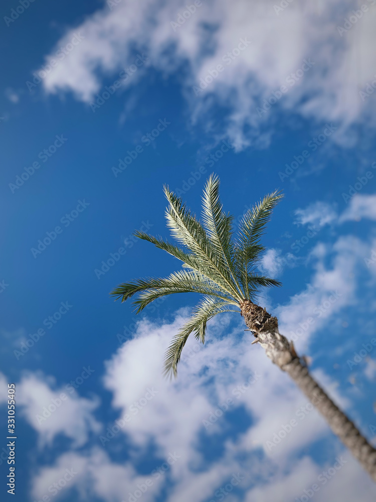 Palme Palme