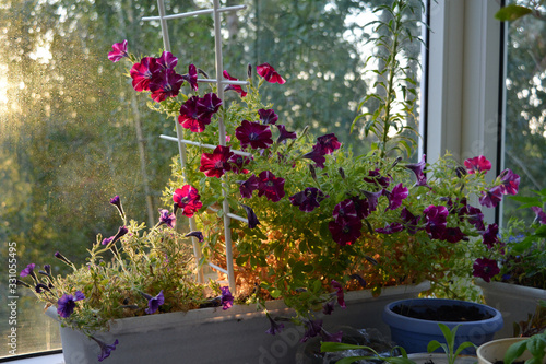 Fototapeta Naklejka Na Ścianę i Meble -  Petunias are fabulous flowers that grow in container in cozy garden on the balcony. Beautiful view at dawn.