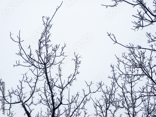 silhouette of tree on a background