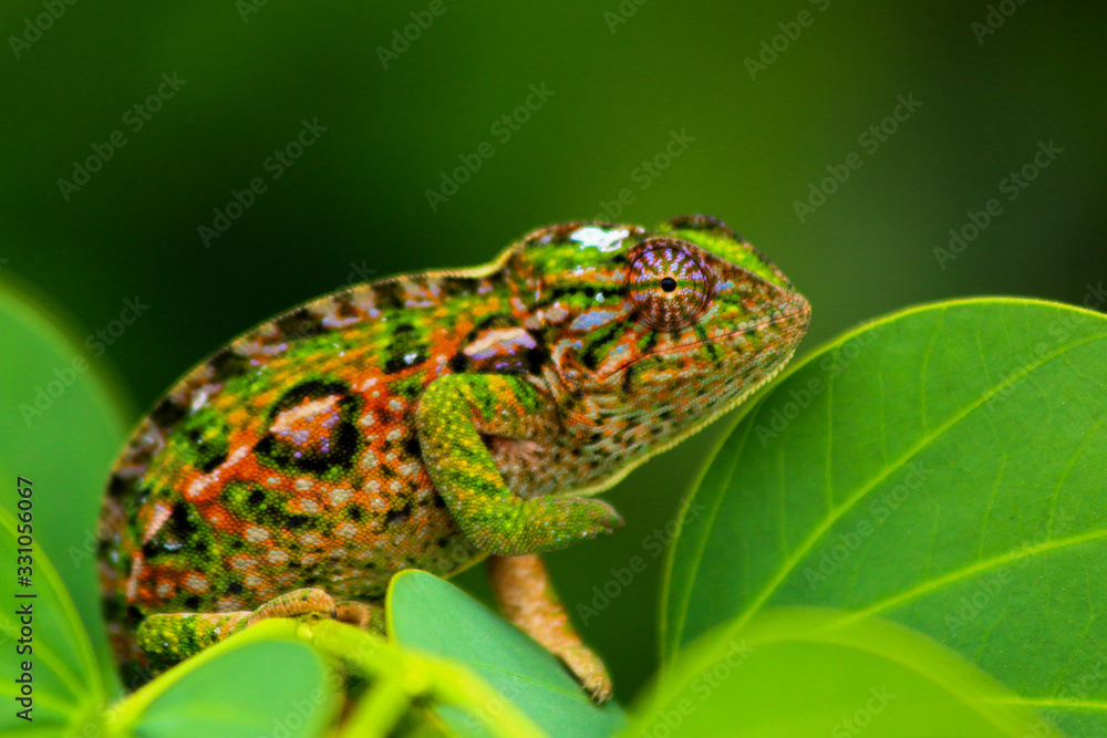 Obraz premium beaufitul colourful close up of Jeweled chameleon / Furcifer lateralis in its natural habitat Madagascar