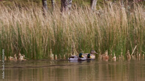 mallad duck couples, Anas platyrhynchos, with two male fighting on the smooth surface on a pond/lake during a sunny spring day. photo