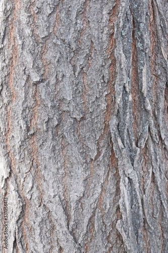 tree bark 4