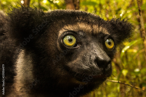 Принти на полотні indri close up face and eyes in madagascar