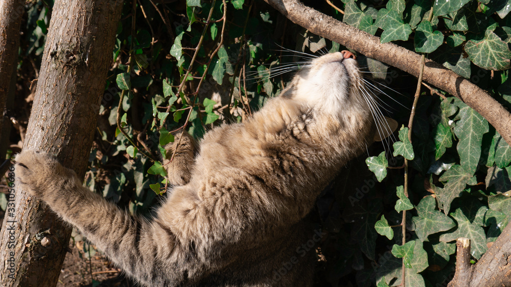 Fototapeta premium Striped cat sharp claws and sniffs the tree on a sunny day.