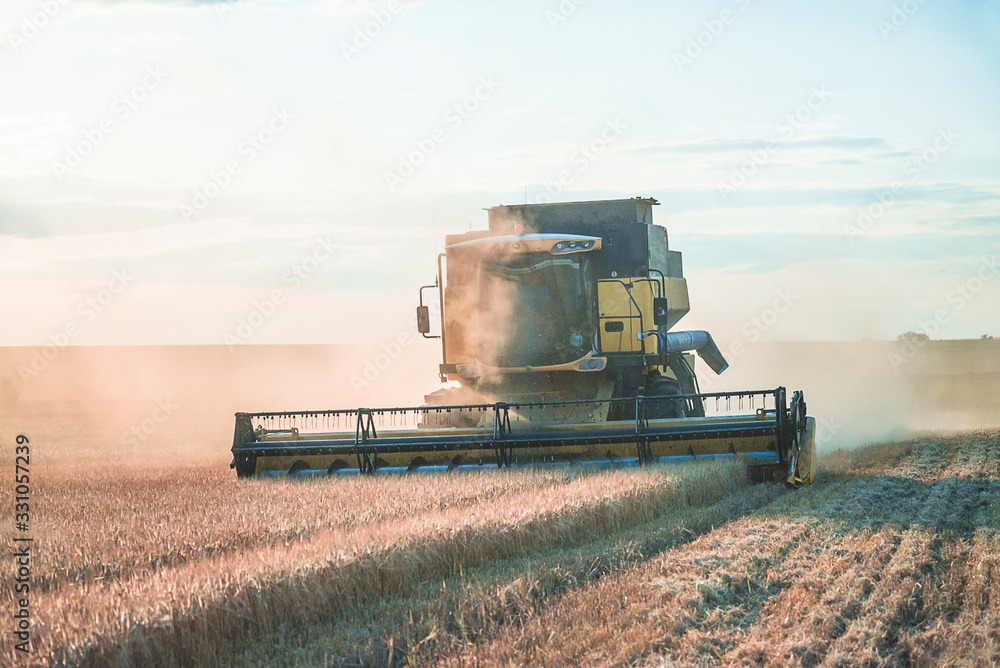 Fototapeta premium One combine harvester in the agricultural field on sunny day