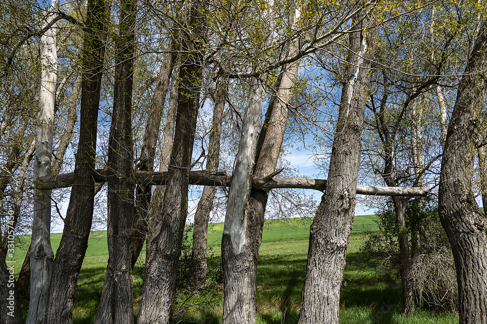 Fototapeta premium poplar trees damaged by drought and negligence, 