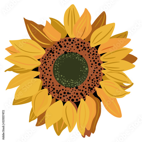 Head of sunflower blossom. 