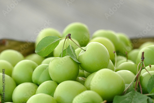 first green sour plums of the year, green plum is very fresh, a container full of green plums,