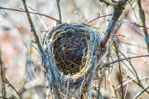 bird nest with eggs on grass