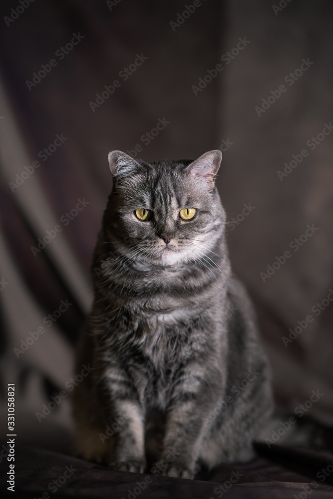 Scottish cat with yellow eyes