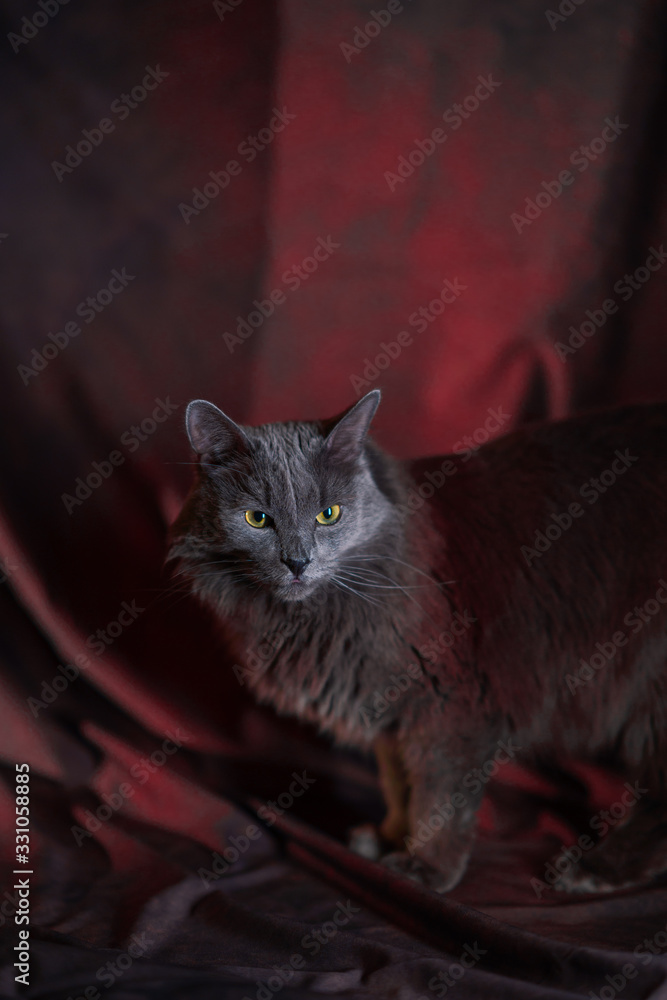 the Russian blue nebelung cat portrait the Russian blue nebelung cat portrait