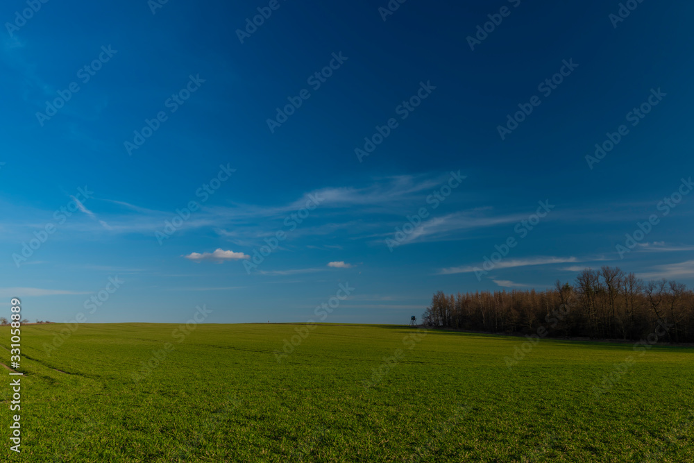 Blue sky with white clouds and green field with tree stand