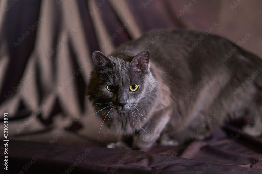 the Russian blue nebelung cat portrait