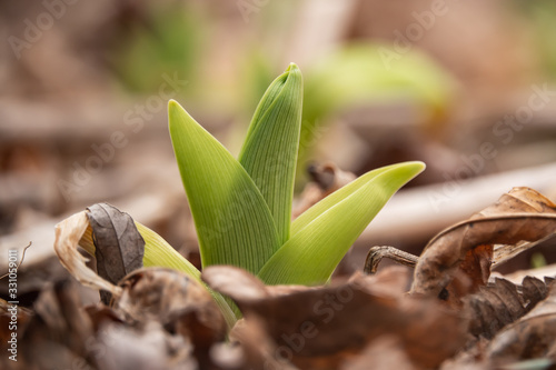Daylily Leaves Sprouting in Winter
