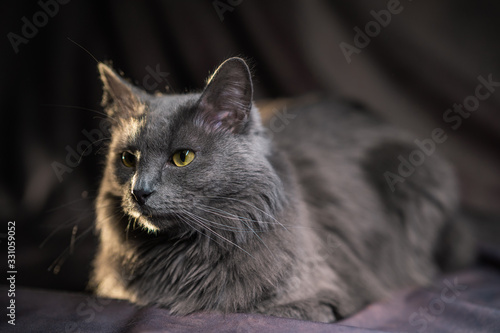 the Russian blue nebelung cat portrait photo