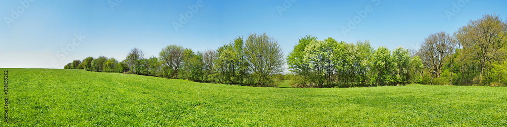 Meadow Panorama in Spring with Trees and blue Sky Meadow Panorama in Spring with Trees and blue Sky