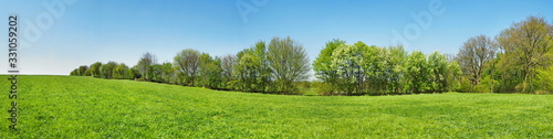 Meadow Panorama in Spring with Trees and blue Sky