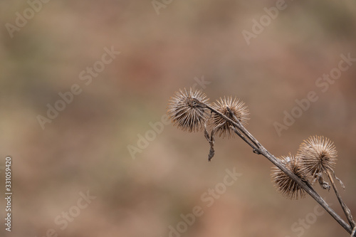 Dried Burdock Fruits in Winter