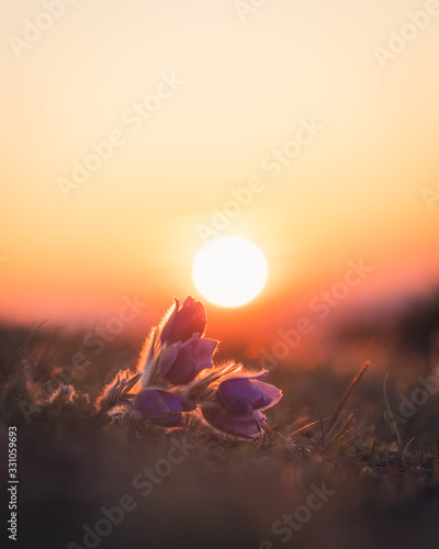 Flowerpower Sunrise