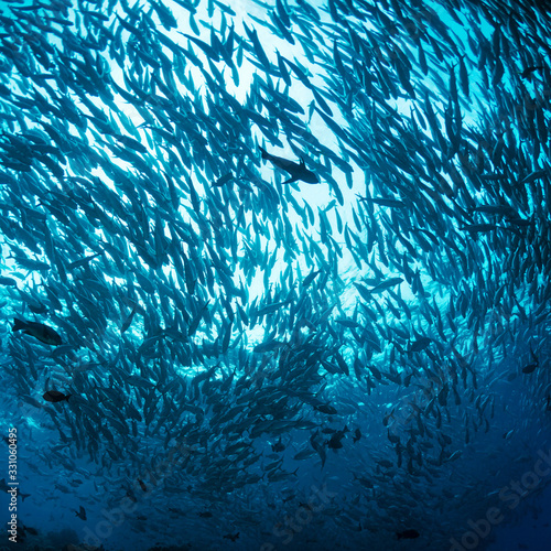 Underwater world. A large flock of Caranx fish amid the sky.