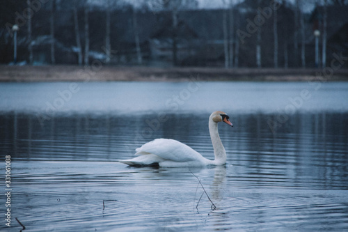 beautiful wild swan in a city lake