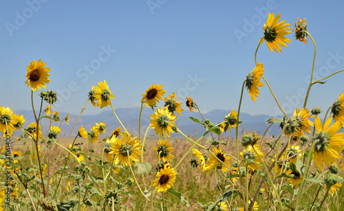 Field of sunflowers and distant mountains against a blue sky