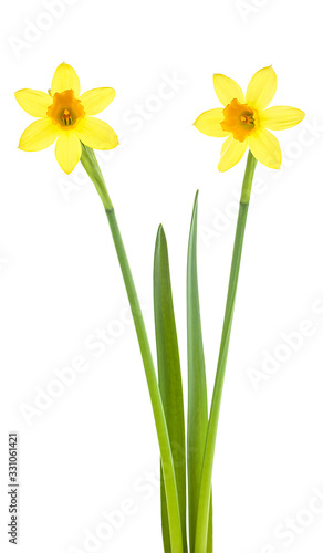 Spring flowers - Pair of narcissus flower isolated on a white background.