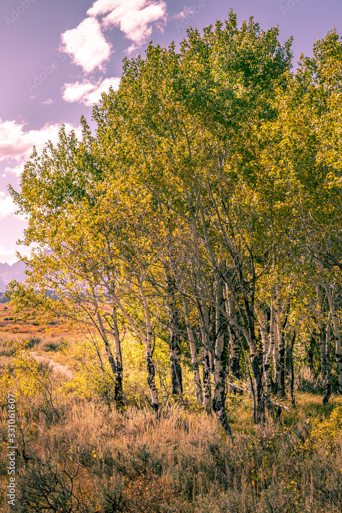 Aspen trees in the Yellowstone National Park Aspen trees in the Yellowstone National Park