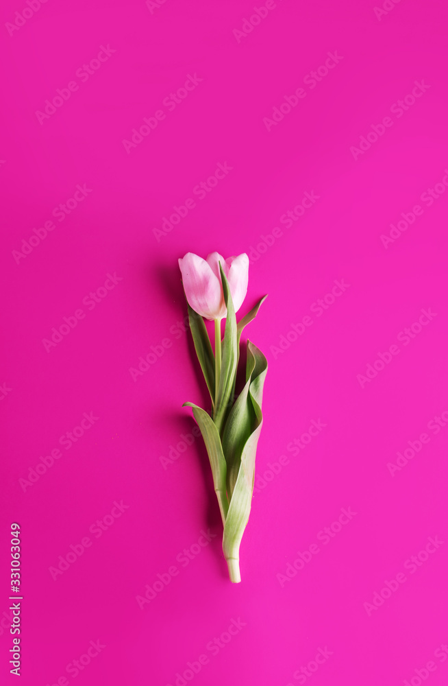Beautiful tulip on a bright pink background. Beautiful tulip on a bright pink background.