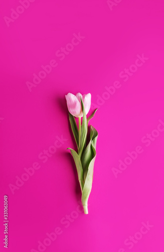 Beautiful tulip on a bright pink background. © Jane_S