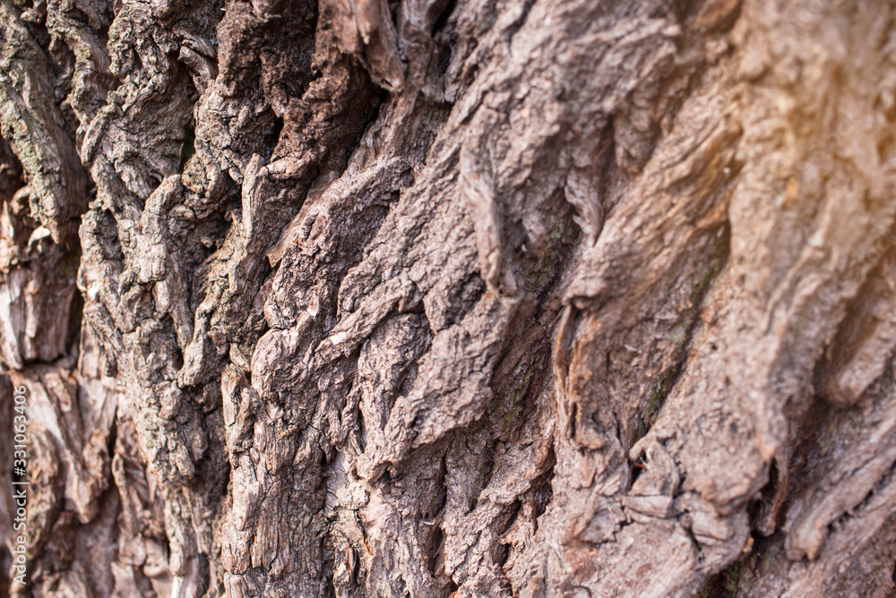 The beautiful texture of the bark of the tree in the forest. The beautiful texture of the bark of the tree in the forest.