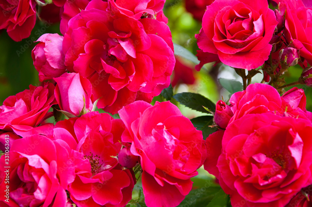 St Valentines Day. pink rose flower background St Valentines Day. pink rose flower background