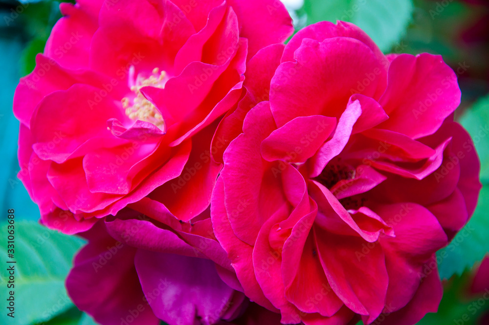 Bunch of rosy roses. beauty.