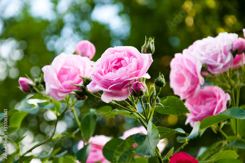 Garden rose of pink blossom
